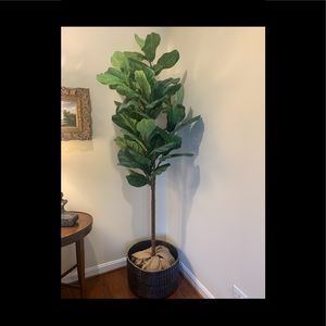 Pottery Barn Fig Tree